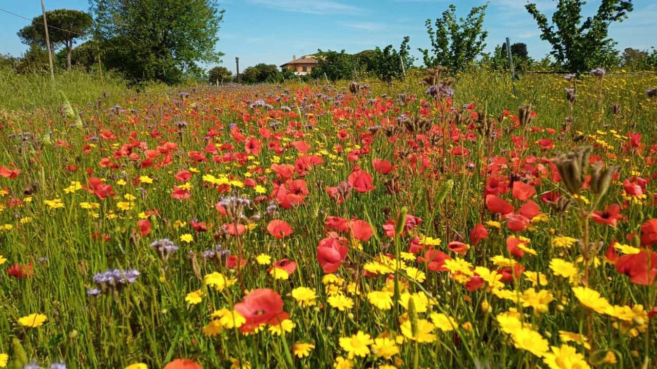 Agriturismo Il Tripesce Vada Exteriér fotografie