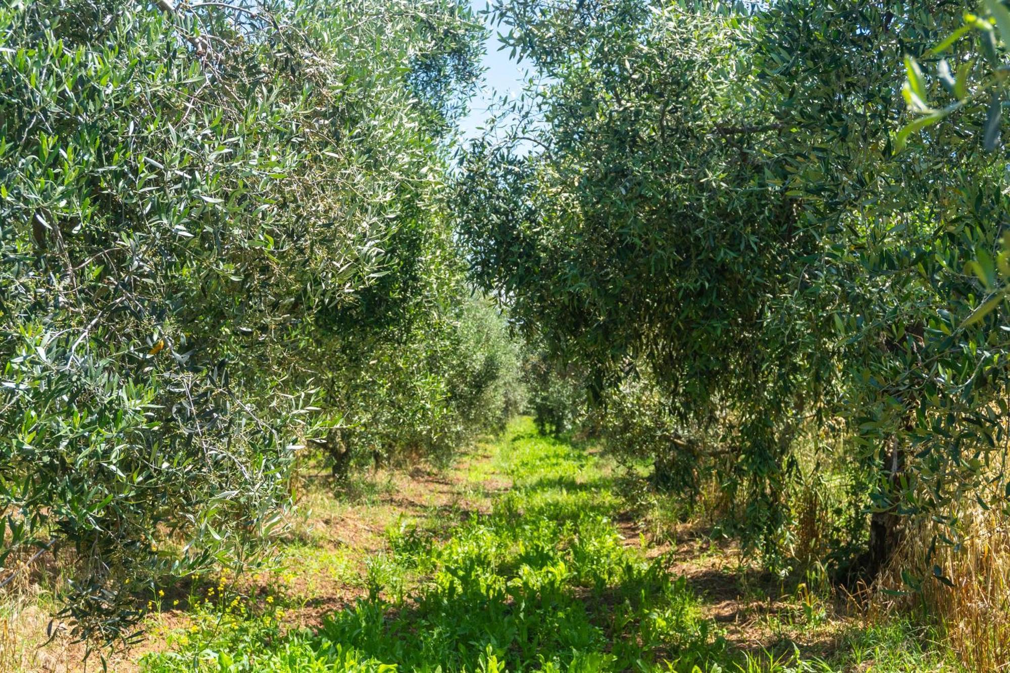 Agriturismo Il Tripesce Vada Exteriér fotografie