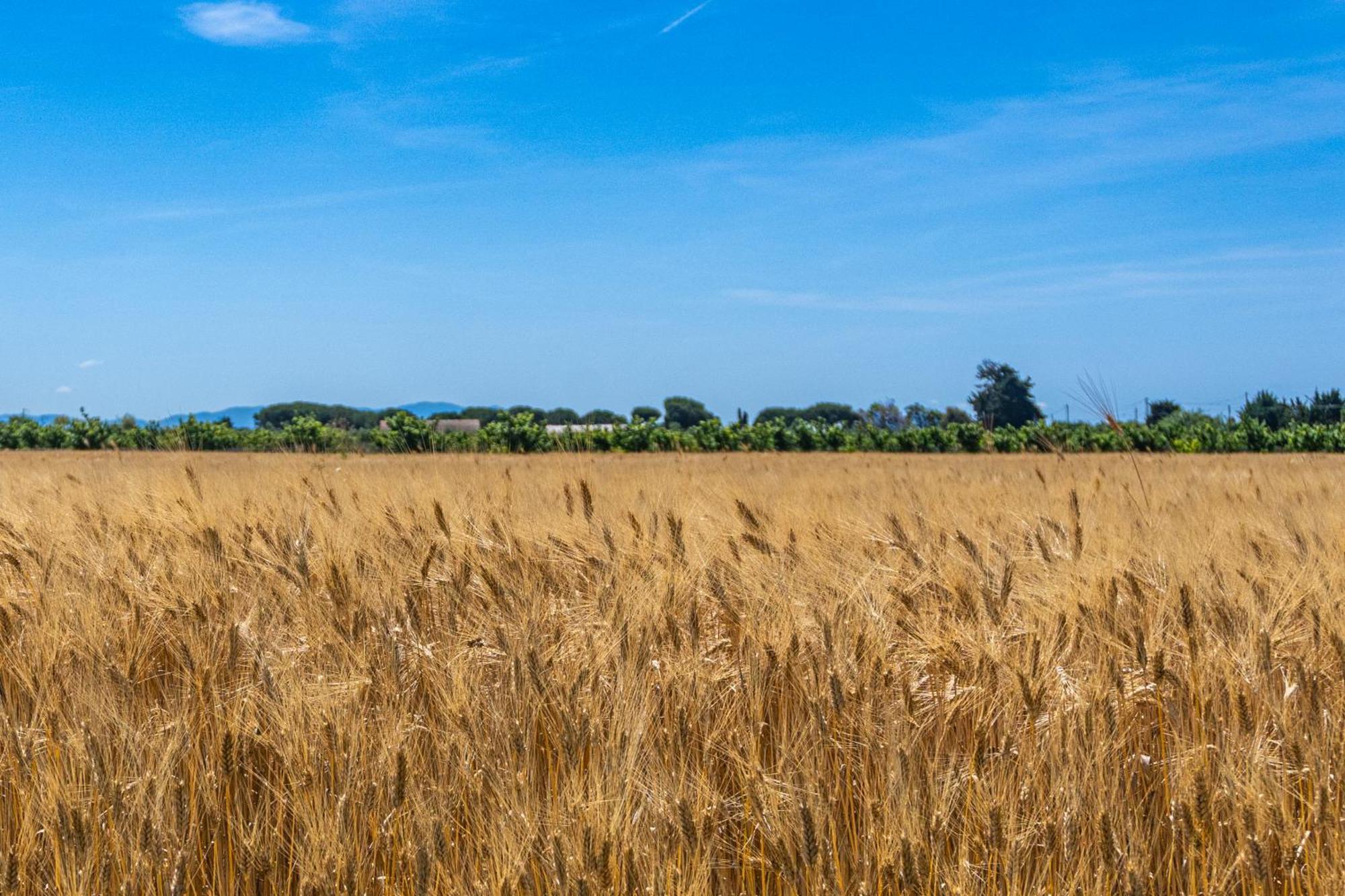 Agriturismo Il Tripesce Vada Exteriér fotografie